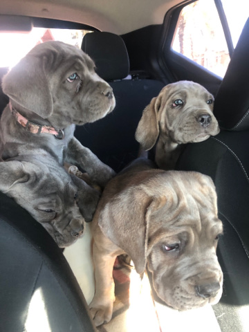 Buy Cane Corso Corso puppies  for sale in your area