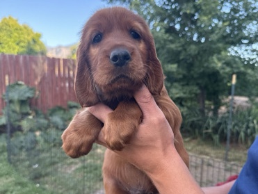 Irish Setter – Irish setter – Wildomar