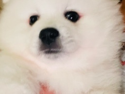 American Eskimo Dog – American Eskimo – Saratoga