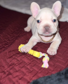 French Bulldog – Frenchie