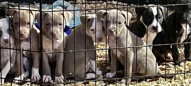 American Pit Bull Terrier – pittbull puppies