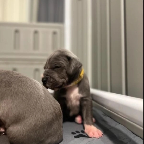 Great Dane – Great Dane puppies