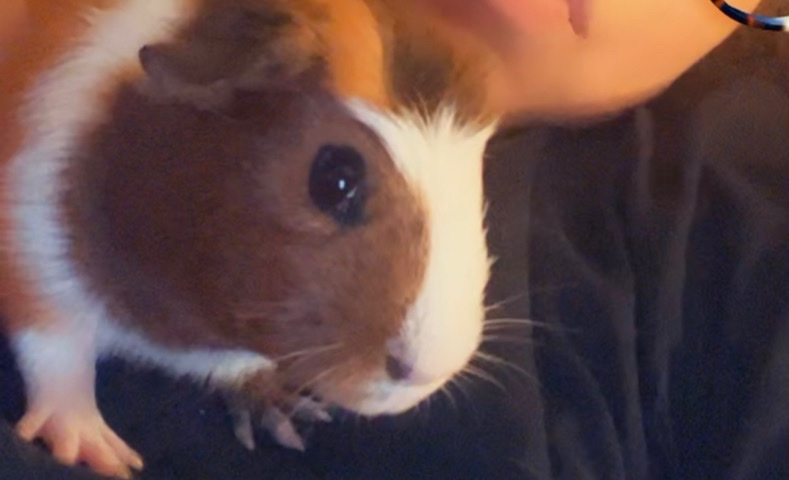 Any – Guinea pig