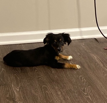 Adopt Beagle beagle mix adoption in your area