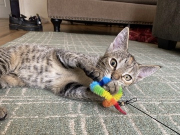 Friendly 4-Month-Old Kitten for Adoption in Rogers – Rogers