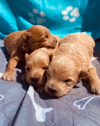 Maltese – maltipoo puppies