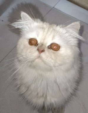 Persian (Modern) – good condition male persian cat