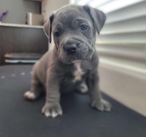 Cane Corso – Female Cane Corso