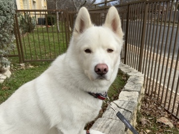Siberian Husky – Rehome – Austin