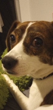 Jack Russell Terrier – Jack Russell rehoming