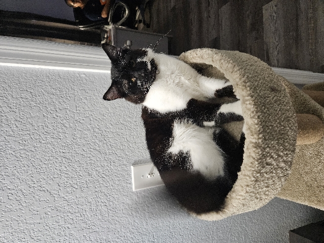 American Shorthair – rehoming a cat