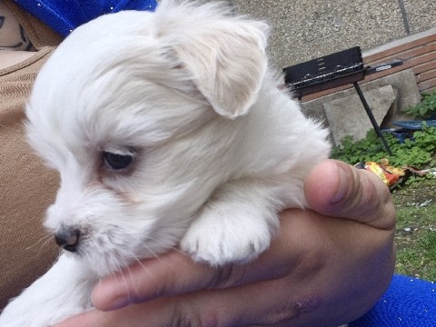 Bichon Frise – bichon maltais – Le Havre