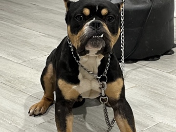 American Bulldog – akc registered bully – Elgin