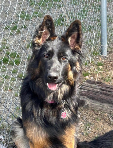 German Shepherd – Sarabi