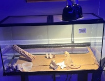 Any – bearded dragon