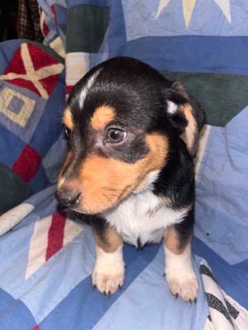 Mini Aussie/Min pin Puppies