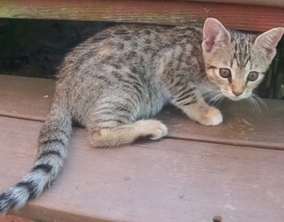 cat – f4 Savannah hybrid female 4.5 months old in first heat