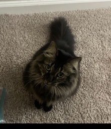 Oriental Longhair – adult cat