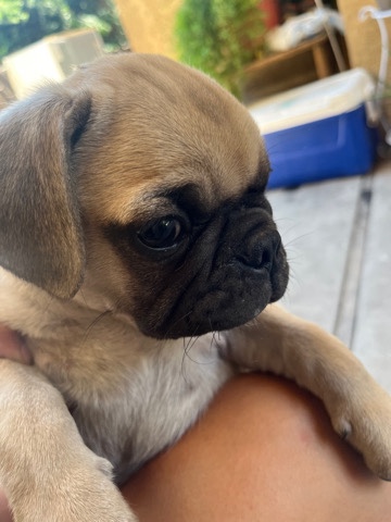 Pug – puppy pug