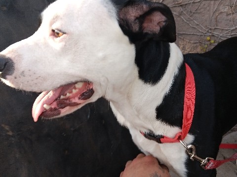 American Pit Bull Terrier – OBO Pitbull terrier still young 1year old OBO – San Jose