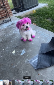 Shih Tzu – rehoming a shih tzu