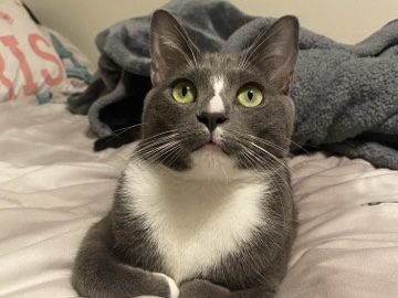 American Shorthair – Rehome – Tallahassee