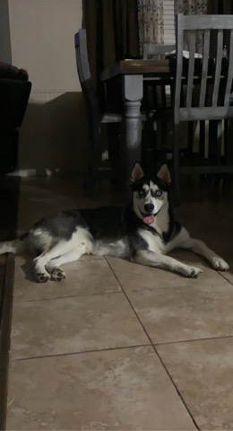 Siberian Husky – Rehoming Nikko
