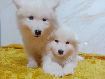 Samoyed – Samoyed Puppy – Sharjah