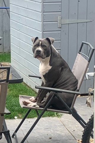Staffordshire Bull Terrier – beautiful boy looking for forever home