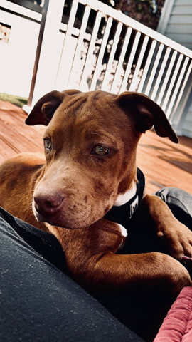 Pitbull / American Bulldog mix rehome!