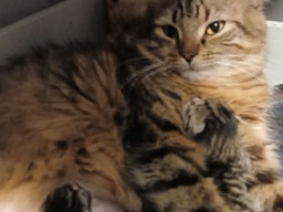 Maine Coon – fluffy maincoon cross kittens – Chelmsford