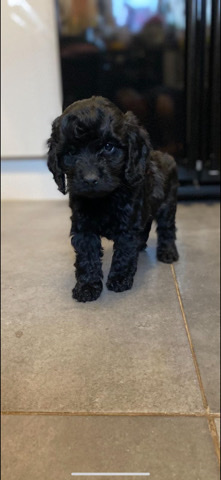beautiful cockapoo to rehome