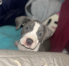 American Pit Bull Terrier – XL bully