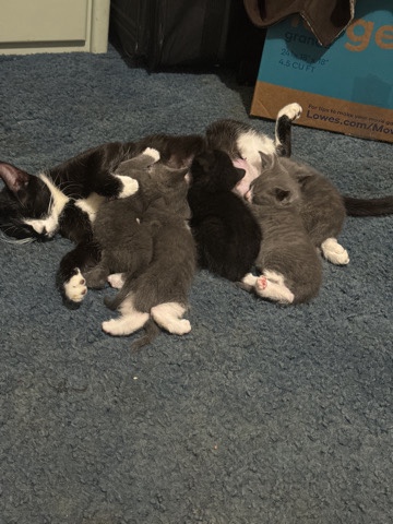 kittens