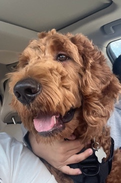 Golden Retriever – Male Goldendoodle