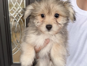 puppy’s – Spring Valley