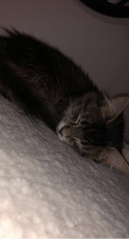 Rehome