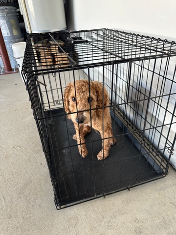 Poodle – Free Toy Poodle