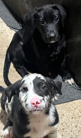 Great Dane – Great Dane Puppies