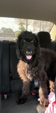 Golden Doodle