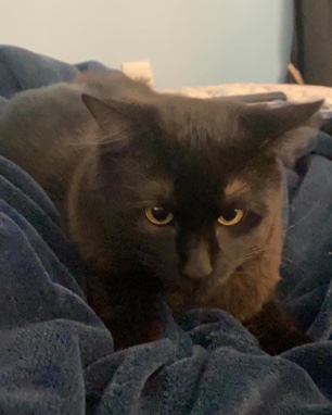 Maine Coon – black Maine **** American short hair mix