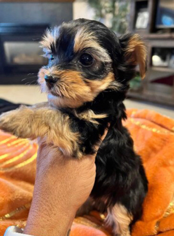 Yorkshire Terrier – Yorkie for new you Text(7zero3nine5one6one9three)