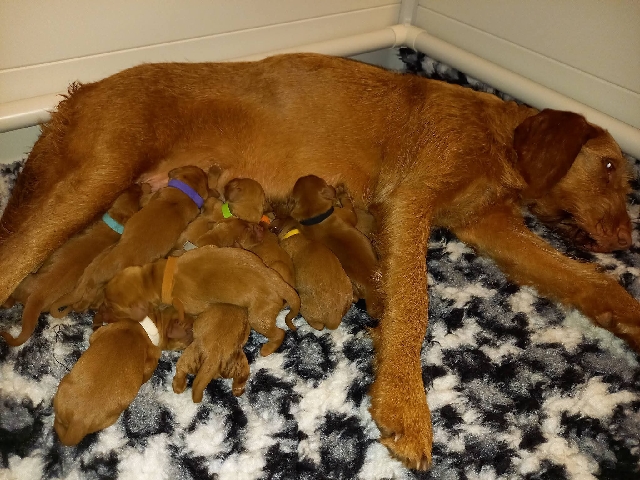 Wirehaired Vizsla – Hungarian wirehaired vizsla pupps – Tillmitsch Links der Laßnitz