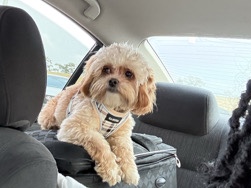Shih Poo – look to sell 2yr old shipoo – Dunn