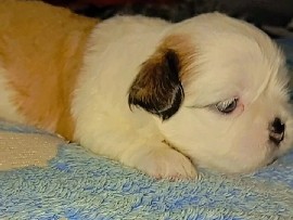 Shih Tzu – shihtzu