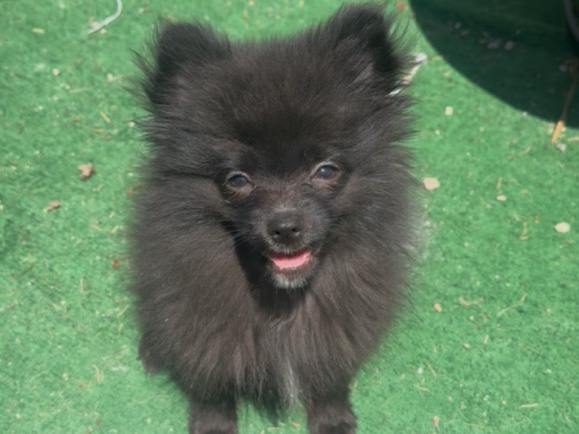 Pomeranian -  🐾 Adorable 3-Month-Old Teacup Pomeranian – Purebred & Ready for a Loving Home! 🐾 available for adoption in Las Vegas