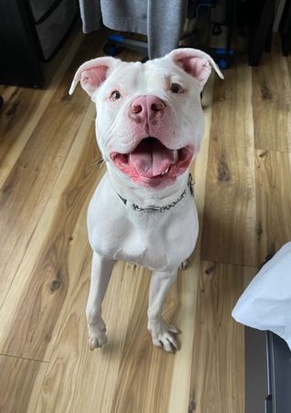 American Pit Bull Terrier – American BullyPit