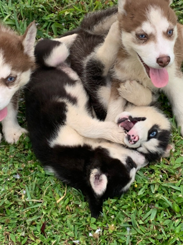 Siberian Husky – Husky puppies