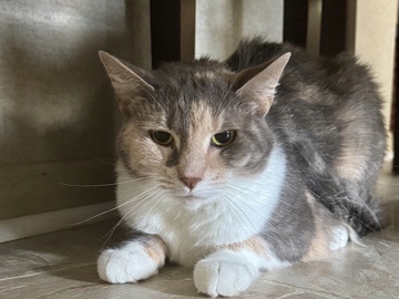 Nutmeg • 6 Year Old Spayed Calico Looking for a New Home – Rome