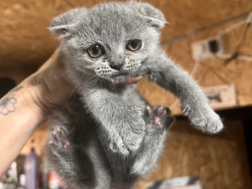 British Shorthair – British Shorthair Fold – Southampton